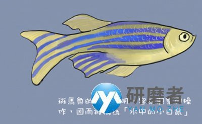 斑馬魚(yú)